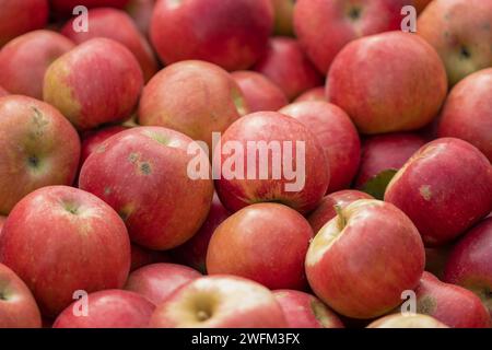 Ein Haufen roter Bio-Äpfel, geerntet und in Holzkisten für den Winter gelagert. Hintergrund der Früchte. Hintergrund der roten Äpfel. Stockfoto