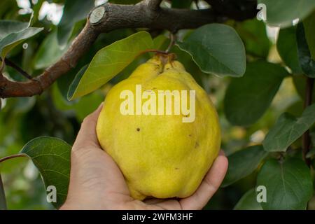 Die Hand eines Mannes pflückt eine reife Quitte von einem Baum. Reife Bio-Quitte. Stockfoto