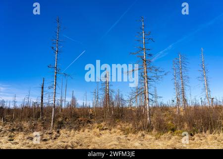 Das hohe Venn, Hochmoor, in der Region Eifel und Ardennen, Naturpark hohes Venn-Eifel, Nordöstlich vom Baraque Michel, Belgien, Wallonien, hohes Venn Belgien *** das hohe Venn, Hochmoor, in der Region Eifel und Ardennen, Naturpark hohes Venn Eifel, nordöstlich von Baraque Michel, Belgien, Wallonien, Hochvenn Belgien Stockfoto