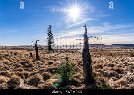 Das hohe Venn, Hochmoor, in der Region Eifel und Ardennen, Naturpark hohes Venn-Eifel, Nordöstlich vom Baraque Michel, Belgien, Wallonien, hohes Venn Belgien *** das hohe Venn, Hochmoor, in der Region Eifel und Ardennen, Naturpark hohes Venn Eifel, nordöstlich von Baraque Michel, Belgien, Wallonien, Hochvenn Belgien Stockfoto