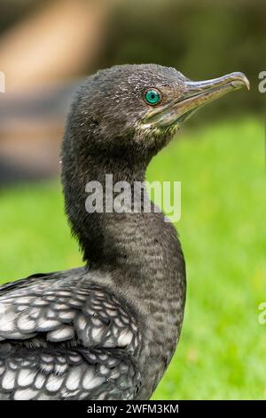 Nahaufnahme eines Kormoranvogels, der auf einer Grasbank ruht Stockfoto