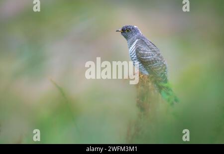 Ein scharfes Bild von einem Jungtier des Gemeinen Kuckuckuckses (Cuculus canorus). Beobachtungen der Vögel. Ornithologie. Stockfoto