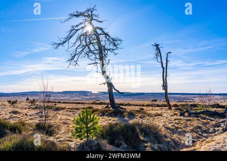 Geisterwald Noir Flohay, Überbleibsel eines Waldbrands von 2011 im Hohen Venn, Hochmoor, in der Region Eifel und Ardennen, Naturpark hohes Venn-Eifel, Nordöstlich vom Baraque Michel, Belgien, Wallonien, hohes Venn Belgien *** Geisterwald Noir Flohay, Reste eines Waldbrandes von 2011 im Hohen Venn, Hochmoor, in der Region Eifel und Ardennen, Naturpark Hochveneifel, nordöstlich von Baraque Michel, Belgien, Wallonien, Hochvenn Belgien Stockfoto