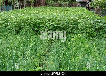 Ein traditioneller rumänischer Gemüsegarten mit Kartoffeln, Zwiebeln, Karotten und Dill. Beispiel für nachhaltigen Gemüseanbau. Bio-Gemüse Stockfoto