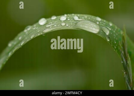 Ein paar Tropfen Wasser auf einem Grashalm nach einem Sommerregen. Wassertropfenkonzept. Wasser tropft auf die Blätter. Morgentau auf Gras. Stockfoto