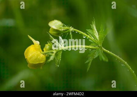 Glockenblume (Trollius europaeus) nach Frühlingsregen. Wassertropfen-Konzept. Regen tropft auf eine gelbe Blume. Regen tropft auf eine Globus-Blume. Stockfoto