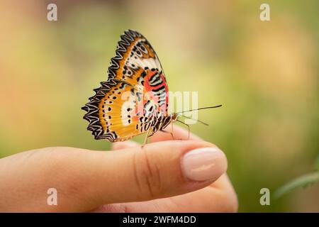 Nahaufnahme eines hübschen Schmetterlings, der auf dem Finger einer Dame steht. Ein bunter Schmetterling, der auf dem Finger einer Dame steht. Konzept zum Schutz von Insekten. Erde Tag Concep Stockfoto