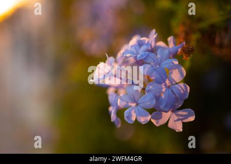 Blue Cape Plumbago oder Cape Leadwort Blumen. Die plumbago-Pflanze (Plumbago auriculata), auch bekannt als Kap plumbago oder Himmelsblume. Umgebungsbedingungen und Stockfoto