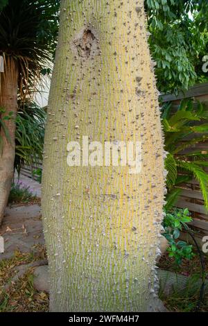 Stamm des weißen Seidenbaums Ceiba insignis (syn. Chorisia insignis). Weißer Drache, betrunkener Baum, Korisia, ceiba de Brassil. Stockfoto