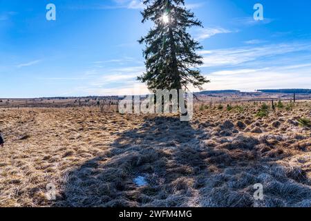 Das hohe Venn, Hochmoor, in der Region Eifel und Ardennen, Naturpark hohes Venn-Eifel, Nordöstlich vom Baraque Michel, Belgien, Wallonien, hohes Venn Belgien *** das hohe Venn, Hochmoor, in der Region Eifel und Ardennen, Naturpark hohes Venn Eifel, nordöstlich von Baraque Michel, Belgien, Wallonien, Hochvenn Belgien Stockfoto