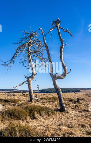 Geisterwald Noir Flohay, Überbleibsel eines Waldbrands von 2011 im Hohen Venn, Hochmoor, in der Region Eifel und Ardennen, Naturpark hohes Venn-Eifel, Nordöstlich vom Baraque Michel, Belgien, Wallonien, hohes Venn Belgien *** Geisterwald Noir Flohay, Reste eines Waldbrandes von 2011 im Hohen Venn, Hochmoor, in der Region Eifel und Ardennen, Naturpark Hochveneifel, nordöstlich von Baraque Michel, Belgien, Wallonien, Hochvenn Belgien Stockfoto