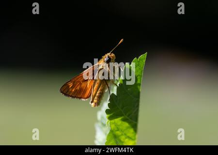 Ein kleiner Kapitän (Thymelicus sylvestris) Schmetterling, der mit offenen Flügeln auf einem grünen Blatt thront. Stockfoto