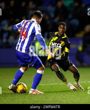 Pol Valentin (links) und Watfords Yaser Asprilla kämpfen um den Ball während des Sky Bet Championship Matches in Hillsborough, Sheffield. Bilddatum: Mittwoch, 31. Januar 2024. Stockfoto