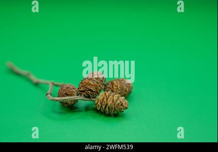 Isolierte Grauerlen (Alnus incana). Uferwälder und Galeriewälder. Geschützter Lebensraum. Geschützte Lebensräume 91OE. Stockfoto