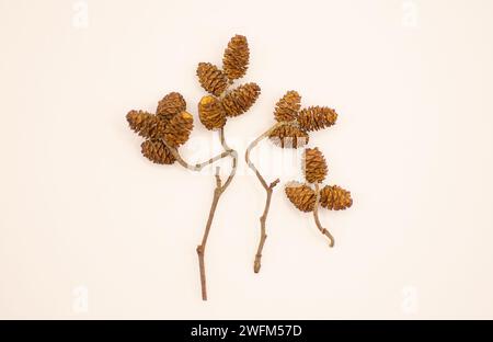 Grauerle (Alnus incana) Samen isoliert auf weiß. Auen- und Galeriebauraum. Gefährdete Lebensräume und Arten. Stockfoto