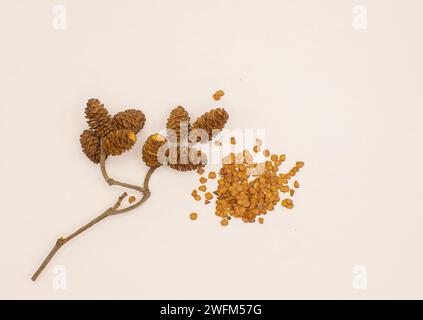 Grauerle (Alnus incana) Samen isoliert auf weiß. Auen- und Galeriebauraum. Gefährdete Lebensräume und Arten. Stockfoto