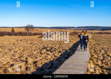 Wanderweg auf Holzstegen durch das Hochmoor, in der Eifel und Ardennen, Naturpark HochVenn-Eifel, nordöstlich von Bara Stockfoto