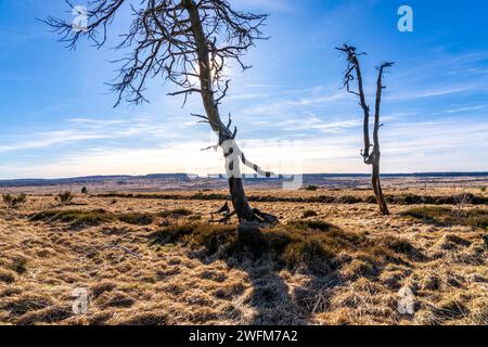 Noir Flohay Geisterwald, Reste eines Waldbrandes aus dem Jahr 2011 im Hohen Venn, Hochmoor, in der Eifel und Ardennenregion, Hochvenn-Eifel Natur Pa Stockfoto