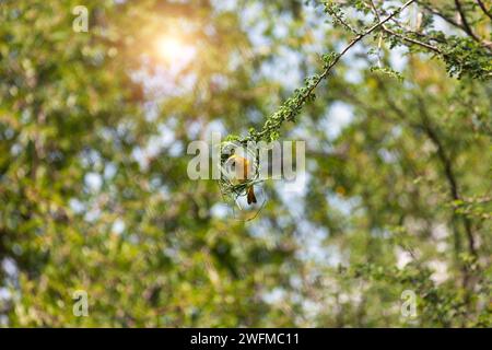 weaver baut ein Nest, Sonnenuntergangsbusch in Botswana, großer Kopierraum Stockfoto