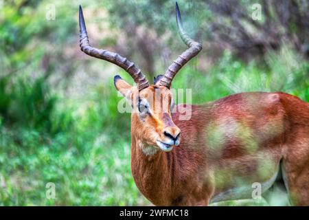 impala Walking im Busch, Wildreservat in Botswana Stockfoto