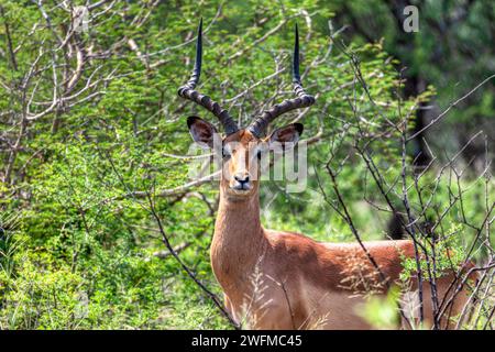 impala Walking im Busch, Wildreservat in Botswana Stockfoto