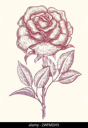 Rose mit Blättern am Stiel. Gartenblume. Handgezeichnete Vintage-Skizze Vektor-Illustration Stock Vektor