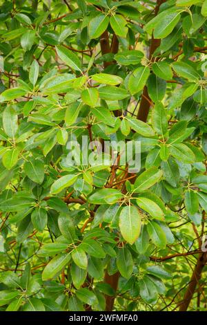 Pacific Madrone, Illinois Wild and Scenic River, Siskiyou National Forest, Oregon Stockfoto