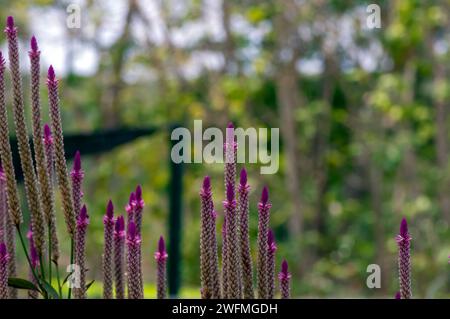 Nahaufnahme von Celosia argentea Blüten, allgemein bekannt als die gefiederte Hahnenwabenblüte. Stockfoto
