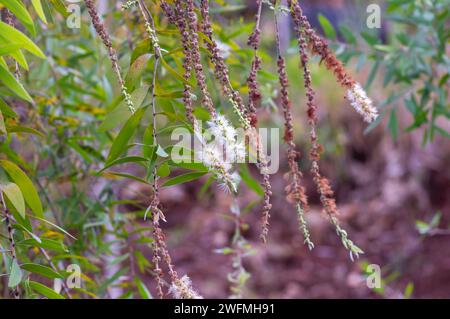 Melaleuca cajuputi Blumen, Cajuput, im Cajuput Wald, Gunung Kidul, Yogyakarta, Indonesien. Stockfoto