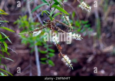 Melaleuca cajuputi Blumen, Cajuput, im Cajuput Wald, Gunung Kidul, Yogyakarta, Indonesien. Stockfoto