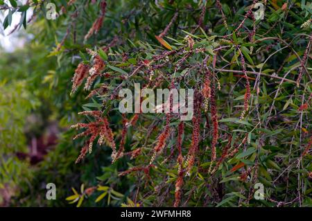 Melaleuca cajuputi Blumen, Cajuput, im Cajuput Wald, Gunung Kidul, Yogyakarta, Indonesien. Stockfoto