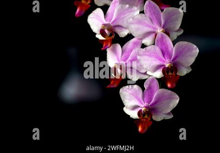 Mottenorchidee (Phalaenopsis amabilis), auch bekannt als Mondorchidee, mit dunklem Hintergrund. Stockfoto