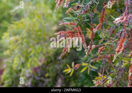 Melaleuca cajuputi Blumen, Cajuput, im Cajuput Wald, Gunung Kidul, Yogyakarta, Indonesien. Stockfoto