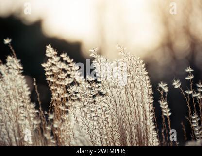 Braunes Gras in einem Park. Selektive Fokusaufnahme von chinesischem Silbergras (Miscanthus Sinensis) in der Abenddämmerung. Stockfoto