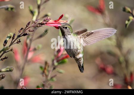 Anna's Kolibris oder Calypte anna fressen Chuparosa-Blüten auf der Uferfarm in Arizona. Stockfoto