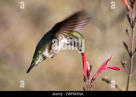 Anna's Kolibris oder Calypte anna fressen Chuparosa-Blüten auf der Uferfarm in Arizona. Stockfoto