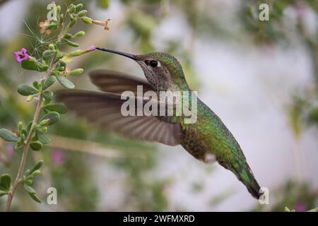 Anna's Kolibris oder Calypte anna, die auf der Auenwasserranch in Arizona Buchdornblüten fressen. Stockfoto