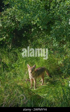 BILD- jm06202 junger Kojote (Canis latrans) am Rande des Waldgebietes, Aurora Colorado USA. Foto im Juli. Stockfoto