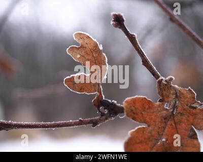 Verdorbene Eichenblätter mit Frost Stockfoto