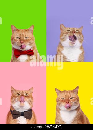 Niedliche rote Katze mit Zunge, Sammlung von Fotos auf verschiedenfarbigen Hintergründen Stockfoto