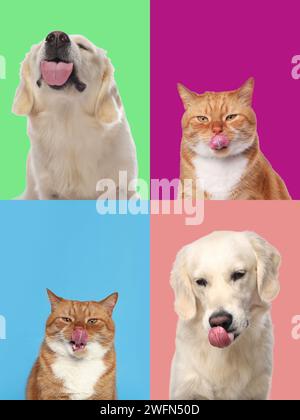 Niedlicher Labrador Retriever und Katze mit Zungen, Sammlung von Fotos auf verschiedenen farbigen Hintergründen Stockfoto