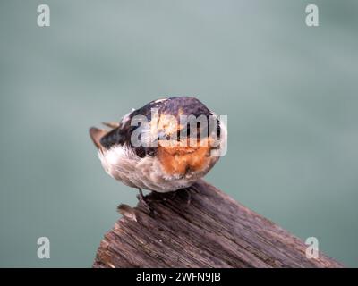 Willkommen Swallow, wahrscheinlich junger Vogel, auf dem Holzpier in A Harbour, NSW Australien Stockfoto