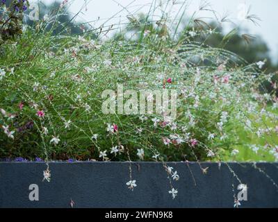 Gaura oder wirbelnde Schmetterlingsblumen, die frisch mit Regentropfen nach dem Regen glitzern, australischer Hüttengarten Stockfoto