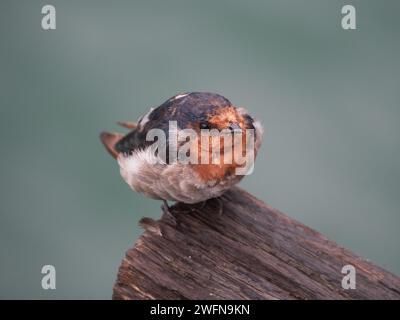 Willkommen Swallow, wahrscheinlich junger Vogel, auf dem Holzpier in A Harbour, NSW Australien Stockfoto