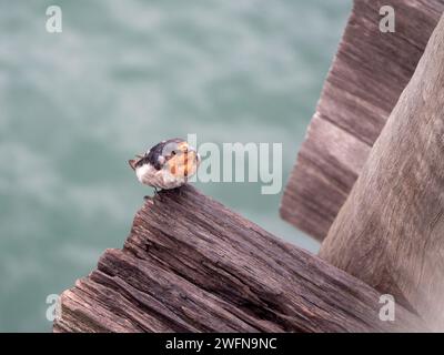 Willkommen Swallow, wahrscheinlich junger Vogel, auf dem Holzpier in A Harbour, NSW Australien Stockfoto