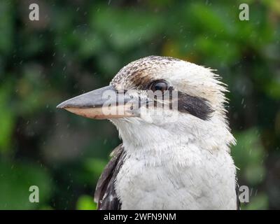 Ein Kookaburra, ein australischer Vogel, der im Regen nass wird Stockfoto