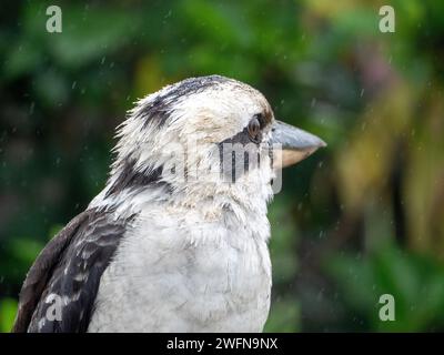 Ein Kookaburra, ein australischer Vogel, der im Regen nass wird Stockfoto