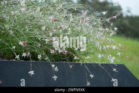 Gaura oder wirbelnde Schmetterlingsblumen, die frisch mit Regentropfen nach dem Regen glitzern, australischer Hüttengarten Stockfoto