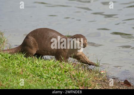 Glatte beschichtete Otter-Familie an der Seite des Kallang River Stockfoto