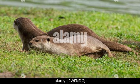 Glatte beschichtete Otter-Familie an der Seite des Kallang River Stockfoto